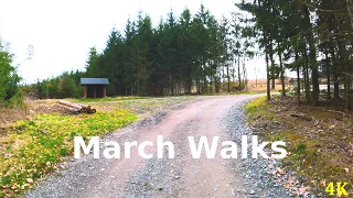 Spring Morning Walk | 4K | ASMR | Nature Hike | Forest Trail | Virtual Walking | Pure Sounds Of Walk