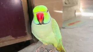 Parrot talking Urdu || funny and cute parrot || best small animal to have as pet