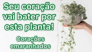 Corações Emaranhados - Ceropegia woodii. Uma planta encantadora!