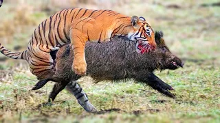 Tiger Attacks Wild Boar | Battle Animal