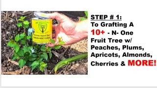 STEP #1: To GRAFTING A 10+-in-1 Fruit Tree w/ Peaches, Plums, Apricots, Almonds, & MORE!