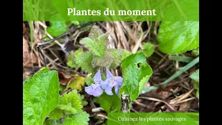 Zoom sur l'alliaire et le lierre terrestre