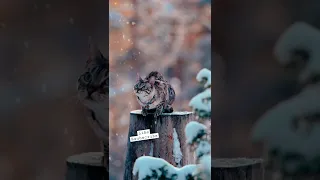 wait for it #shorts #youtubeshorts #wildlife #snow #cat