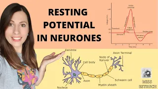 Establishing a RESTING POTENTIAL in a neurone- Do you know what the resting potential is?