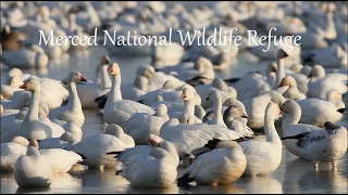 916 - Merced National Wildlife Refuge