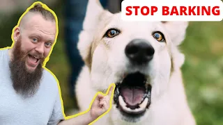 How to Train Your Dog to STOP BARKING at EVERYTHING