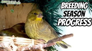 Breeding Progress | Breeding British Birds S2:Ep12