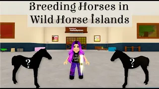 Breeding Horses - Wild Horse Islands