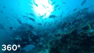 Similan dive site "RICHELIEU ROCK" scuba diving look around!! 360° VR (First video)