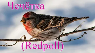 Обыкновенная чечетка (Redpoll)
