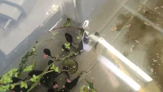 Выращиваем головастиков жабы