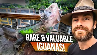 You Need to Know about these Iguanas!