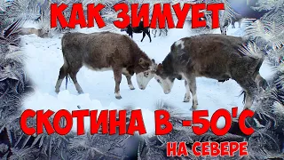 Как зимует домашний скот и животные в -50'С и ниже