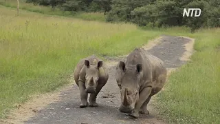 Популяция чёрных носорогов в Африке растёт, несмотря на браконьеров