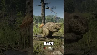 RDR 2 is not a game. It's Real Life!! (Beavers' Territory)