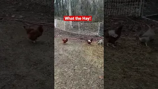 The girls love scratching around in the fresh hay. #chickens #farm #funtime