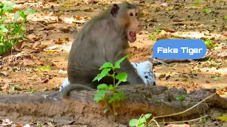 Fake leopard ( tiger ) Vs Monkey Prank!