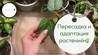 Пересадка и адаптация растений🌿 Всё об уходе, грунте и минимизации рисков💚🤗 #комнатныерастения