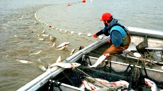 Everyone should watch this Fishermen's video - Amazing Gill Net Fishing Catch Hundreds Tons Fish