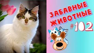 Приколы с Животными #102 / Смешные Животные 2020 / Приколы / Приколы про Животных / Лучшие Приколы