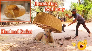 Best Handmade Basket Prank Sleep Dog So Funny with Super Reaction Dog