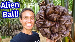 Amazing Food - ALIEN SPIKY BALL!! You Won’t Believe How They EAT This!!