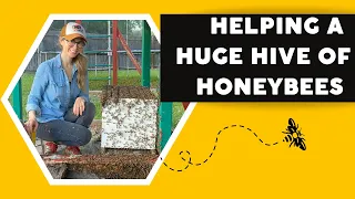 Helping a Huge Hive of Honeybees