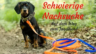 Anspruchsvolle Schwarzwildfährte | | Nachsuche | Auf dem Weg zum Jagdhund | #5