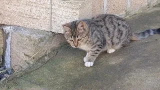 Cute playful kitten playing in the yard.