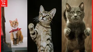 Cute Kittens 2021 | Funny Cat Videos 2021 | The Best Tik Tok Compilation 2021 #2