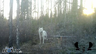 Yukon trail cam 2019