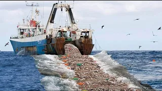 Amazing Commercial Fishing Trawl On The Big Boat. Net Fishing Hundreds tons of fish caught on Sea