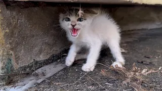 The kitten aggressively attacked when we came to help and rescue it