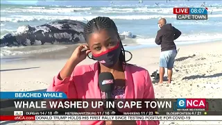 Whale washed up in Cape Town