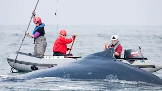 Whale Rescue!