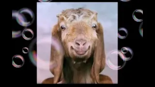 a goat singing happy Birthday 🎂 🥳  hahahaha😄 hahaha