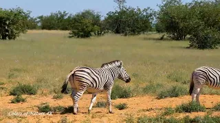 4K African Wildlife   Relaxation Film African Wildlife With Peaceful Relaxing Music   Music Therapy