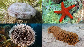 Echinoderms 101: Sea Stars, Sea Urchins, Sea Cucumbers and More