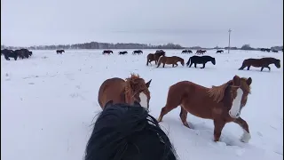 Как выглядит работа табунщика.