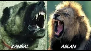 That’s Why Kangal can defeat a Tiger, Kangal vs Lion