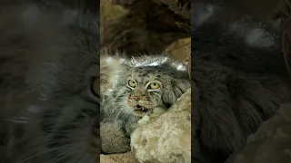 A fluffy lullaby for all manulovers 😴❤️ Pallas's cat are going to sleep