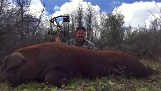 Tactacam: MONSTER Hog Bow Hunt