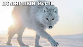 Polar wolf: The largest subspecies of wolf | Interesting facts about wolves
