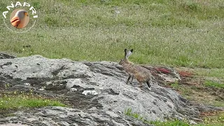 Liebre común o liebre europea (Lepus europaeus)