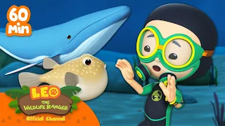 1 HOUR OF FISHES AND CREATURES UNDER THE SEA!! 🐋🐟 | Leo the Wildlife Ranger | Kids Cartoons