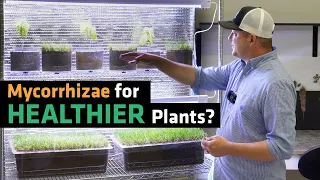 Does Mycorrhizae Improve Plant Growth?