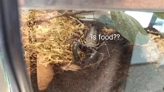 Giant Vinegaroon tries to figure out if something is food