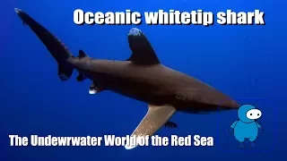 Белоперая океаническая акула. Длиннокрылая акула. Лонгиманус. Oceanic whitetip shark