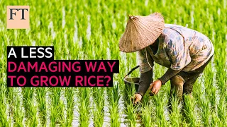 A less damaging way to grow rice? | FT Food Revolution