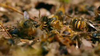 Bees Defend hive Against Hornets in South Korea